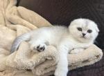 Rosie - Scottish Fold Cat For Sale - Roseville&comma; CA&comma; US