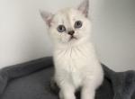 Missy - Scottish Straight Cat For Sale - Roseville&comma; CA&comma; US