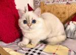 Barbara british shorthair girl with sky blue eyes - British Shorthair Cat For Sale - CA&comma; US