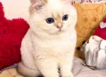 Bailley british shorthair boy with sky blue eyes - British Shorthair Kitten For Sale - CA&comma; US
