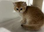 Rose - British Shorthair Cat For Sale - Englewood&comma; CO&comma; US