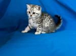 Koss snow leopard scottish straight silver tabby - Scottish Straight Kitten For Sale - CA&comma; US