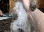 mr adorable - Persian Cat For Sale - Mora&comma; NM&comma; US