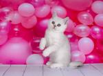 Elisa silver shaded chinchilla scottish straight - Scottish Straight Kitten For Sale - CA&comma; US
