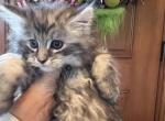 Maine Coon kittens Males - Maine Coon Cat For Sale - Waukesha&comma; WI&comma; US