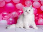 Emir silver shaded chinchilla scottish straight - British Shorthair Kitten For Sale - CA&comma; US