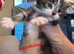 Boys Boys Boys Maine Coon kittens - Maine Coon Cat For Sale - Waukesha&comma; WI&comma; US
