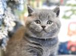 Bo - British Shorthair Cat For Sale - WA&comma; US