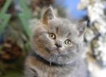 Muffin - British Shorthair Cat For Sale - WA&comma; US