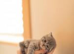 Scottish Kittens - Scottish Straight Cat For Sale - Spartanburg&comma; SC&comma; US