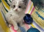 Ragdoll boy - Ragdoll Cat For Sale - Auburn&comma; WA&comma; US