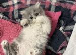 Persian Female - Persian Cat For Sale - Dearborn&comma; MI&comma; US