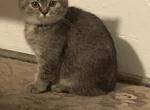 Miti - Scottish Fold Cat For Sale - Philadelphia&comma; PA&comma; US