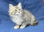 Clark - Siberian Cat For Sale - Milton Freewater&comma; OR&comma; US