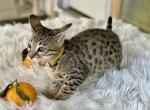 Yellow - Savannah Cat For Sale - Bradenton&comma; FL&comma; US