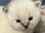 Mo - Siberian Cat For Sale - Milton Freewater&comma; OR&comma; US