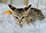 Brown - Savannah Cat For Sale - Bradenton&comma; FL&comma; US