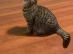 Boy - Scottish Fold Cat For Sale - Philadelphia&comma; PA&comma; US