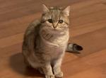 fox - Scottish Straight Cat For Sale - Philadelphia&comma; PA&comma; US