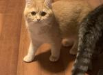 Sunny kittens - Scottish Straight Cat For Sale - Philadelphia&comma; PA&comma; US