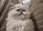 Tortie point female - Himalayan Cat For Sale - Dover&comma; NH&comma; US