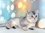 Scarlett munchkin standard silver chinchilla - Munchkin Cat For Sale - TX&comma; US