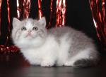 Eroina munchkin standard blue bicolor short legs - Munchkin Cat For Sale - TX&comma; US