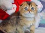 Black golden ticked ny 25  scottish fold baby boy - Scottish Fold Cat For Sale - CA&comma; US