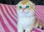 Marc golden shaded ny 11 scottish fold baby boy - Scottish Fold Cat For Sale - CA&comma; US