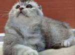 Bear silver ticked scottish fold baby boy - Scottish Fold Cat For Sale - CA&comma; US