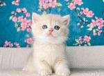 Zakhar blue golden ay 12 british shorthair male - British Shorthair Cat For Sale - TX&comma; US