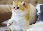 Billy orange golden ny 11 british shorthair male - British Shorthair Kitten For Sale - Los Angeles&comma; CA&comma; US