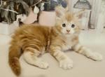 Enrike - Maine Coon Cat For Sale - Hollywood&comma; FL&comma; US