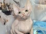 Ethan - Sphynx Cat For Sale - Pembroke Pines&comma; FL&comma; US