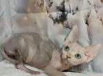Emily - Sphynx Cat For Sale - Pembroke Pines&comma; FL&comma; US