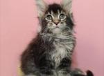 Emi - Maine Coon Cat For Sale - Hollywood&comma; FL&comma; US