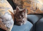 Clide - Maine Coon Cat For Sale - Montgomery&comma; MA&comma; US