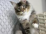 William - Maine Coon Cat For Sale - Hollywood&comma; FL&comma; US