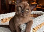 Optimus - Burmese Cat For Sale - Miami&comma; FL&comma; US