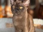 Oniks - Burmese Cat For Sale - Miami&comma; FL&comma; US