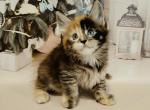 Eva&lowbar; - Maine Coon Cat For Sale - Miami&comma; FL&comma; US