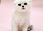 Zina - Scottish Fold Cat For Sale - Norwalk&comma; CT&comma; US