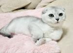 Zig - Scottish Fold Cat For Sale - Norwalk&comma; CT&comma; US