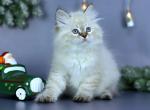 Quantum - Siberian Cat For Sale - Pembroke Pines&comma; FL&comma; US