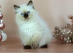 Quatro - Siberian Cat For Sale - Pembroke Pines&comma; FL&comma; US
