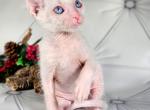 Kazanova - Lykoi Cat For Sale - Hollywood&comma; FL&comma; US