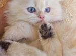 DOLA - British Shorthair Cat For Sale - Irvine&comma; CA&comma; US