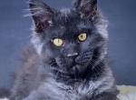 Panther - Maine Coon Cat For Sale - Hollywood&comma; FL&comma; US