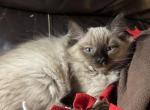 Purple - Ragdoll Cat For Sale - Etters&comma; PA&comma; US