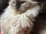 Nala - Ragdoll Cat For Sale - Etters&comma; PA&comma; US